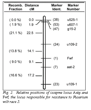 Text Box:  
Fig. 2.  Relative positions of isozyme locus Aatp and Fwf, the locus responsible for resistance to Fusarium wilt race 5.
