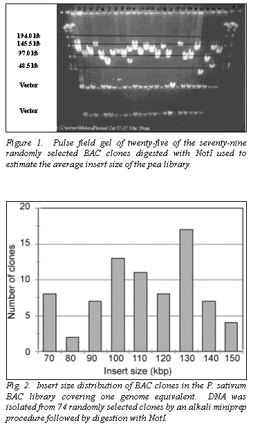 Text Box: 	 
194.0 kb145.5 kb97.0 kb48.5 kbVectorVector	

Figure 1.  Pulse field gel of twenty-five of the seventy-nine randomly selected BAC clones digested with NotI used to estimate the average insert size of the pea library.



 
Fig. 2.  Insert size distribution of BAC clones in the P. sativum BAC library covering one genome equivalent.  DNA was isolated from 74 randomly selected clones by an alkali miniprep procedure followed by digestion with NotI.
