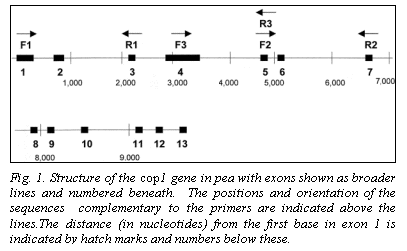 Text Box:  

Fig. 1. Structure of the cop1 gene in pea with exons shown as broader lines and numbered beneath.  The positions and orientation of the sequences  complementary to the primers are indicated above the lines.The distance (in nucleotides) from the first base in exon 1 is indicated by hatch marks and numbers below these.
