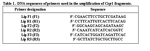 Text Box: Table 1.  DNA sequences of primers used in the amplification of Cop1 fragments.
Primer designation	Sequence
	
Lip F1 (F1)	5’-CGAACTTCCTGCTCGATAAG
Lip R1 (R1)	5’-CCTTCATTGTCACTTCACAG
Lip F2 (F2)	5’-GGCAAGCAGCAGATAAGC
Lip R2 (R2)	5’-CAAATCATCATCACGGTC
Lip F3 (F3)	5’-CATCACTGGATCAGATTCAC
Lip R3 (R3)	5’-GCTTATCTGCTGCTTGCC
	

