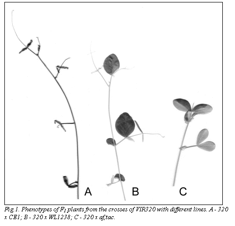 Подпись:  
Fig.1. Phenotypes of F1 plants from the crosses of VIR320 with different lines. A - 320 x CE1; B - 320 x WL1238; C - 320 x af,tac.
