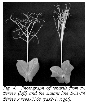 Подпись:  
Fig. 4.  Photograph of tendrils from cv. Trse (left) and the mutant line BC1-F4 Trse x revA-3166 (sax2-1, right).
