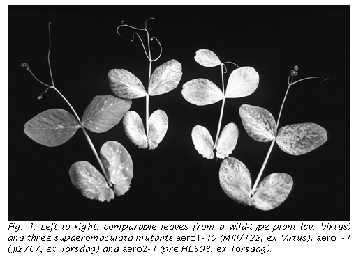 Text Box:  
Fig. 1. Left to right: comparable leaves from a wild-type plant (cv. Virtus) and three supaeromaculata mutants aero1-10 (MIII/122, ex Virtus), aero1-1 (JI2767, ex Torsdag) and aero2-1 (pre HL303, ex Torsdag).

