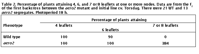 Text Box: Table 2. Percentage of plants attaining 4, 6, and 7 or 8 leaflets at one or more nodes. Data are from the F2 of the first backcross between the aero2 mutant and initial line cv. Torsdag. There were 21 WT and 13 aero2 segregates. Photoperiod 18 h.
	Percentage of plants attaining
Phenotype	4 leaflets	6 leaflets	7 or 8 leaflets
Wild type	100	90	0
aero2	100	100	384

