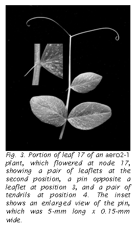 Text Box:  
Fig. 3. Portion of leaf 17 of an aero2-1 plant, which flowered at node 17, showing a pair of leaflets at the second position, a pin opposite a leaflet at position 3, and a pair of tendrils at position 4. The inset shows an enlarged view of the pin, which was 5-mm long x 0.15-mm wide.
