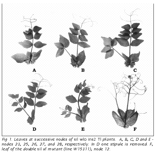 Text Box:  

Fig 1. Leaves at successive nodes of sil wlo ins2 Tl plants.  A, B, C, D and E - nodes 23, 25, 26, 27, and 28, respectively. In D one stipule is removed. F, leaf of the double sil af mutant (line W15311), node 12.
