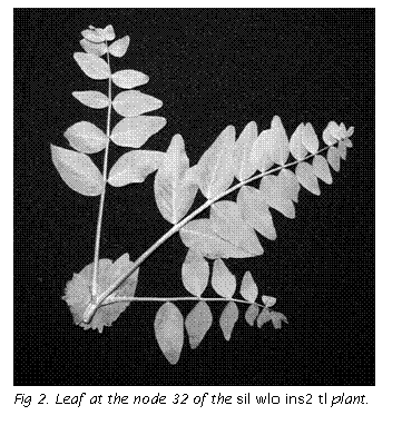 Text Box:  

Fig 2. Leaf at the node 32 of the sil wlo ins2 tl plant.
