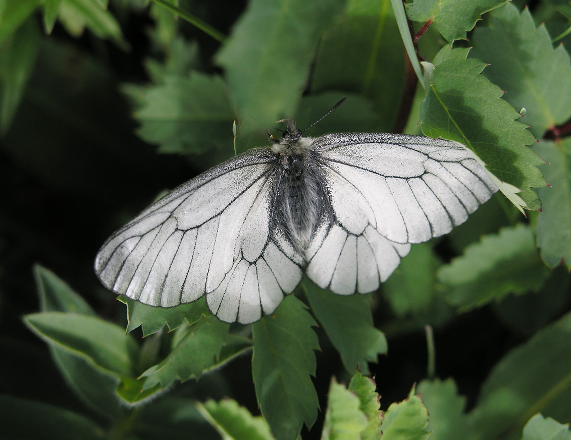 Parnassius stubbendorfii