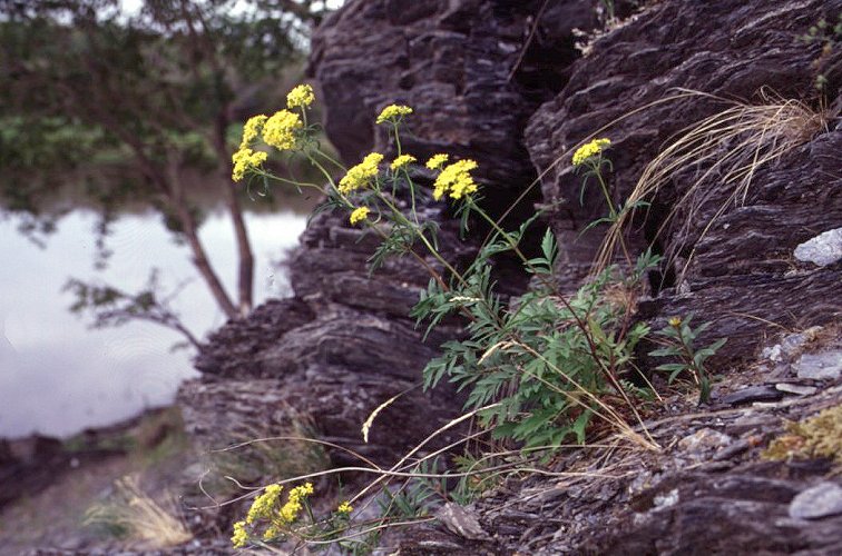 Патриния скальная. Patrinia rupestris. Патриния скабиозолистная. Patrinia sibirica.